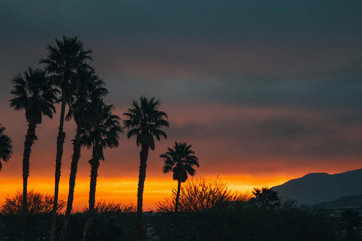 palm tree silhouette of coconut tree sunrise
